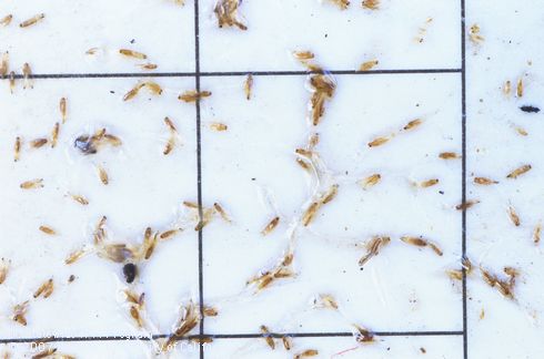 Adults of citrus leafminer, <I>Phyllocnistis citrella</I>, caught in pheromone-baited sticky trap. Light brown, tiny moths on white card relative to black grid lines marked in 1-inch squares.