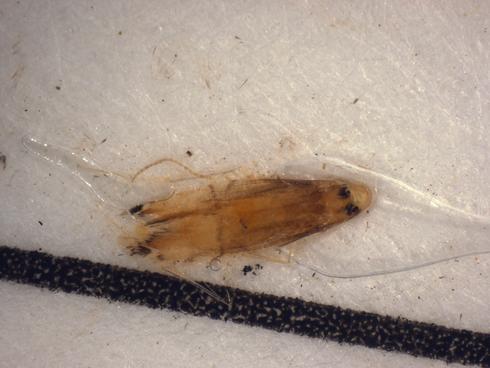 Adults of citrus leafminer, <I>Phyllocnistis citrella</I>, caught in pheromone-baited sticky trap.