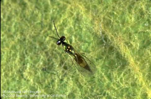 Adult female parasite of Phyllonorycter sp. near elmaella.