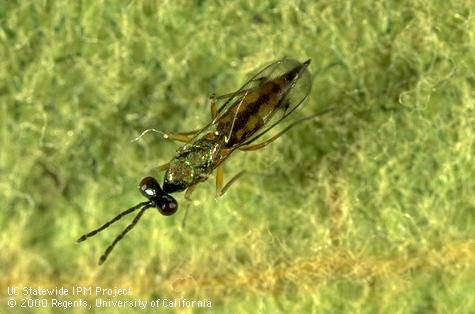 Adult female wasp, <i>Sympiesis stigmata</i>, a parasite of tentiform leafminers, <i>Phyllonorycter</i> spp.