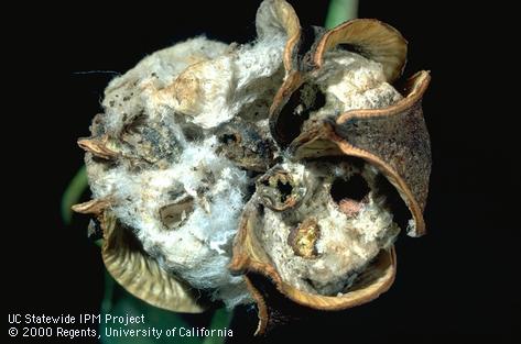 Crop damaged by pink bollworm.