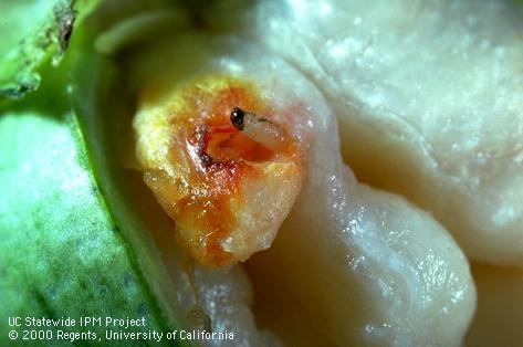 Larva of pink bollworm.