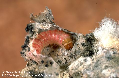 Larva of pink bollworm.