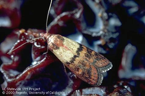 Adult Indianmeal moth.