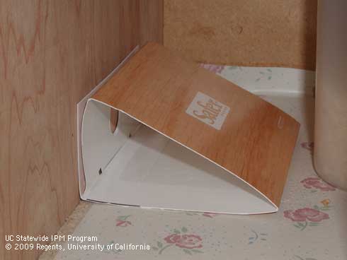 A pheromone trap used to monitor and trap Indianmeal moths.