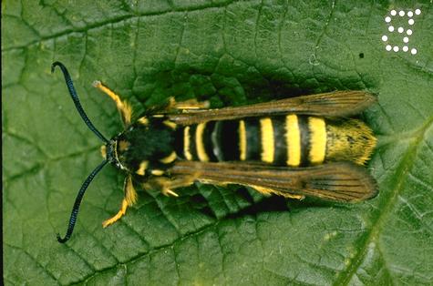 An adult raspberry crown borer on a raspberry leaf.