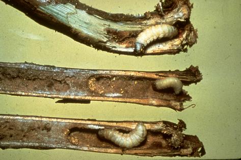 Raspberry crown borer larvae damaging a raspberry stem.
