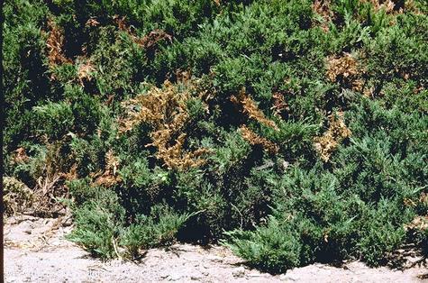 Dead canopy patches caused by juniper twig girdler, <i>Periploca nigra</i>.