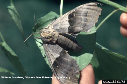 Adult big poplar sphinx, or western poplar sphinx, <i>Pachysphinx occidentalis</i>.