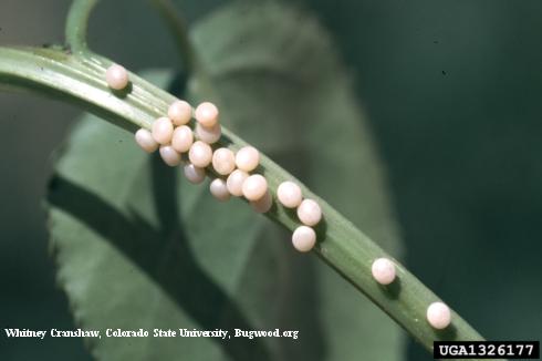 Eggs of big poplar sphinx, or western poplar sphinx, <i>Pachysphinx occidentalis</i>.