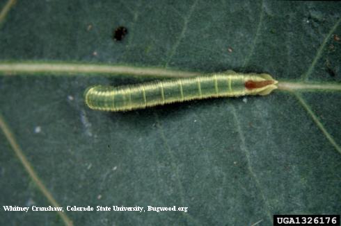 Larva (caterpillar) of big poplar sphinx, or western poplar sphinx, <i>Pachysphinx occidentalis</i>.