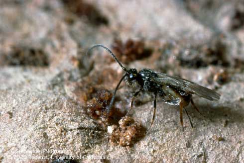 Adult, female <i>Bracon gelechiae</i>, a primary, larval parasite (parasitoid) of potato tuberworm, <i>Phthorimaea operculella</i>, and certain other caterpillars.