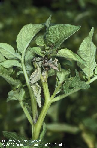 Crop damaged by potato tuberworm.