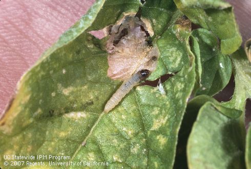 Crop damaged by potato tuberworm.