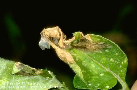 Crop damaged by potato tuberworm.