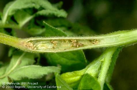 Crop damaged by potato tuberworm.