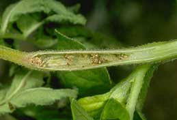 Damaged stem