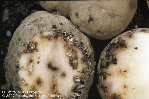 Crop damaged by potato tuberworm.