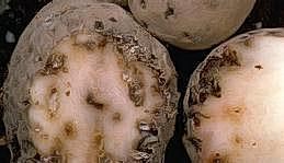 Tuber damage in potatoes