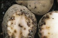 Potato tuberworm