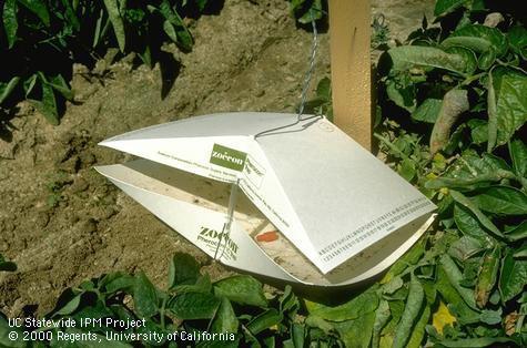 Trap for potato tuberworm.