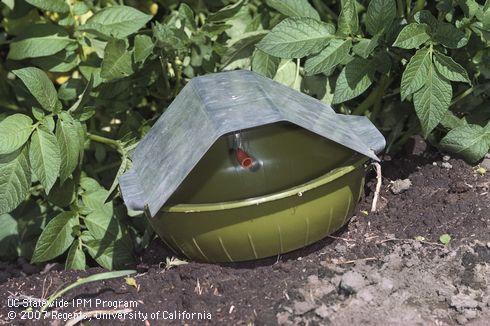 Trap for potato tuberworm.