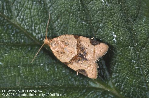 Adult garden tortrix, <i>Clepsis</i> (=<i>Ptycholoma</i>) <i>peritana</i>.