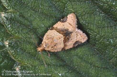 Adult garden tortrix, <i>Clepsis</i> (=<i>Ptycholoma</i>) <i>peritana</i>.