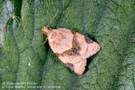 Adult garden tortrix, <i>Clepsis</i> (=<i>Ptycholoma</i>) <i>peritana</i>.