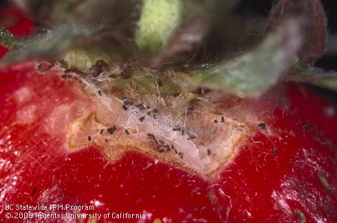 Strawberry fruit damaged by the larva of garden tortrix, <i>Clepsis</i> (=<i>Ptycholoma</i>) <i>peritana</i>.