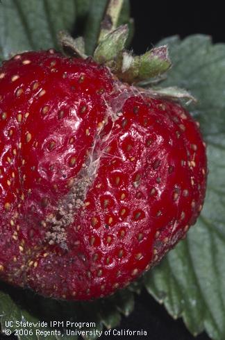 Strawberry fruit damaged by the larva of garden tortrix, <i>Clepsis</i> (=<i>Ptycholoma</i>) <i>peritana</i>.