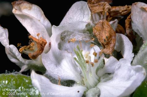 Crop damaged by apple pandemis.