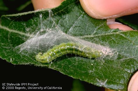 Larva of apple pandemis.