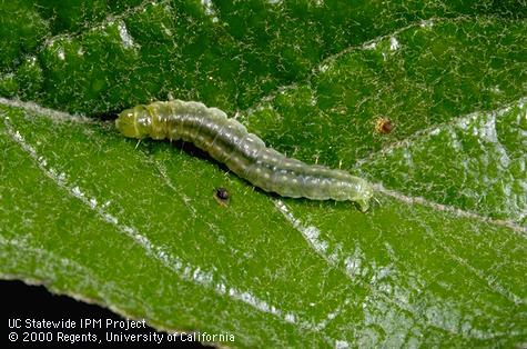 Larva of apple pandemis, <i>Pandemis pyrusana,</i> a tortricid moth.