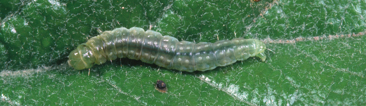 Larva of apple pandemis, Pandemis pyrusana, a tortricid moth.