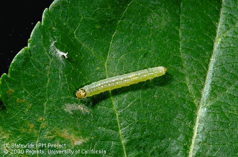 Larva of apple pandemis, <i>Pandemis pyrusana.</i>.