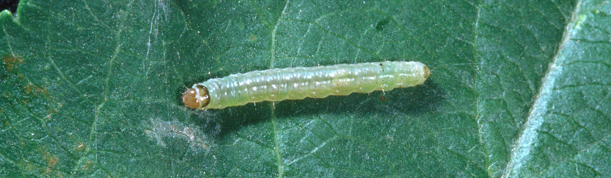 Larva of apple pandemis, Pandemis pyrusana.