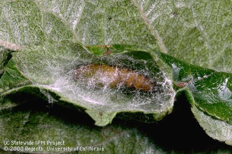 Pupa of apple pandemis.