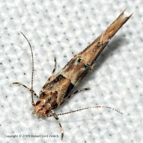 Adult pink scavenger caterpillar moth, <i>Pyroderces rileyi</i>.