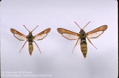 Western poplar clearwing adult male (left) and female (right).