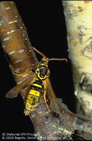 Adult female western poplar clearwing.