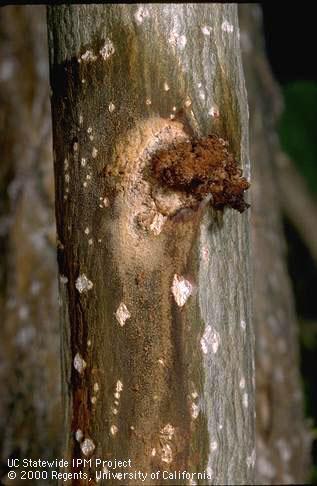 Frass produced by a western poplar clearwing larva.