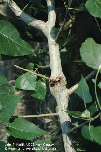 Bark swelling and frass on a poplar tree branch infested with western poplar clearwing, <i>Paranthrene robiniae.</i>.