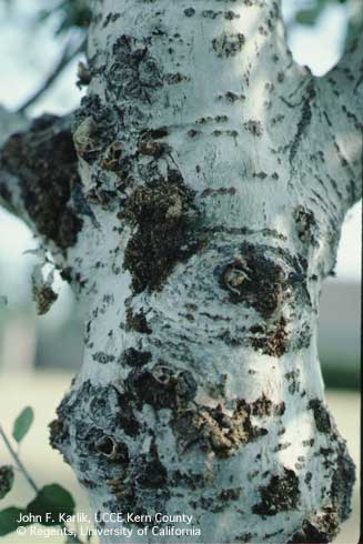 Bark swellings, wounds, and frass on a white poplar trunk infested with larvae of the western poplar clearwing, <i>Paranthrene robiniae,</i> and carpenterworm, <i>Prionoxystus robiniae.</i>.