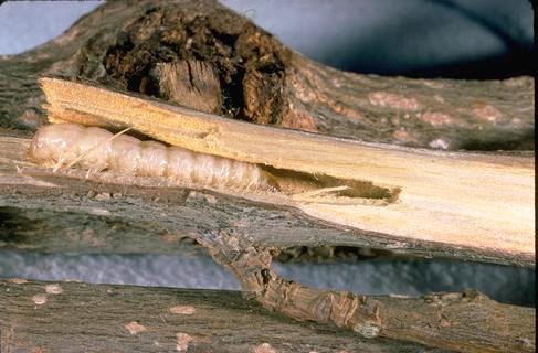 Larva of the western poplar clearwing.