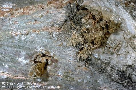 Western poplar clearwing, <i>Paranthrene robiniae,</i> pupal cast skin (lower left) and frass-covered larval tunnel entrance on a young poplar trunk.