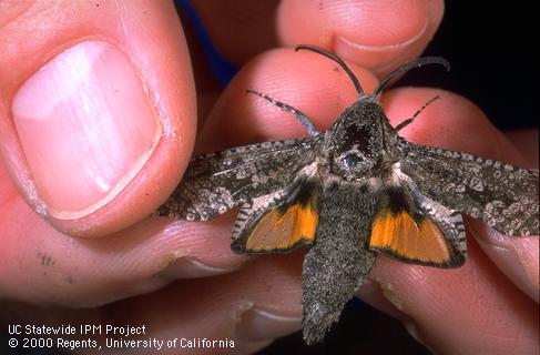 Carpenterworm male with wings spread to show orange and white hind wings.