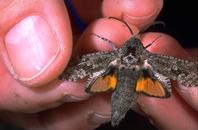 Carpenterworm male with wings spread to show orange, brown, and white hind wings.