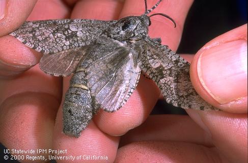 Carpenterworm female wings spread to show gray and white hind wings.