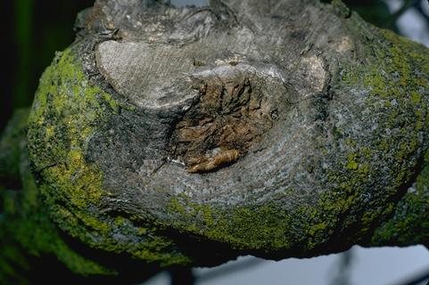 Girdling of fig limbs caused by carpenterworm feeding.